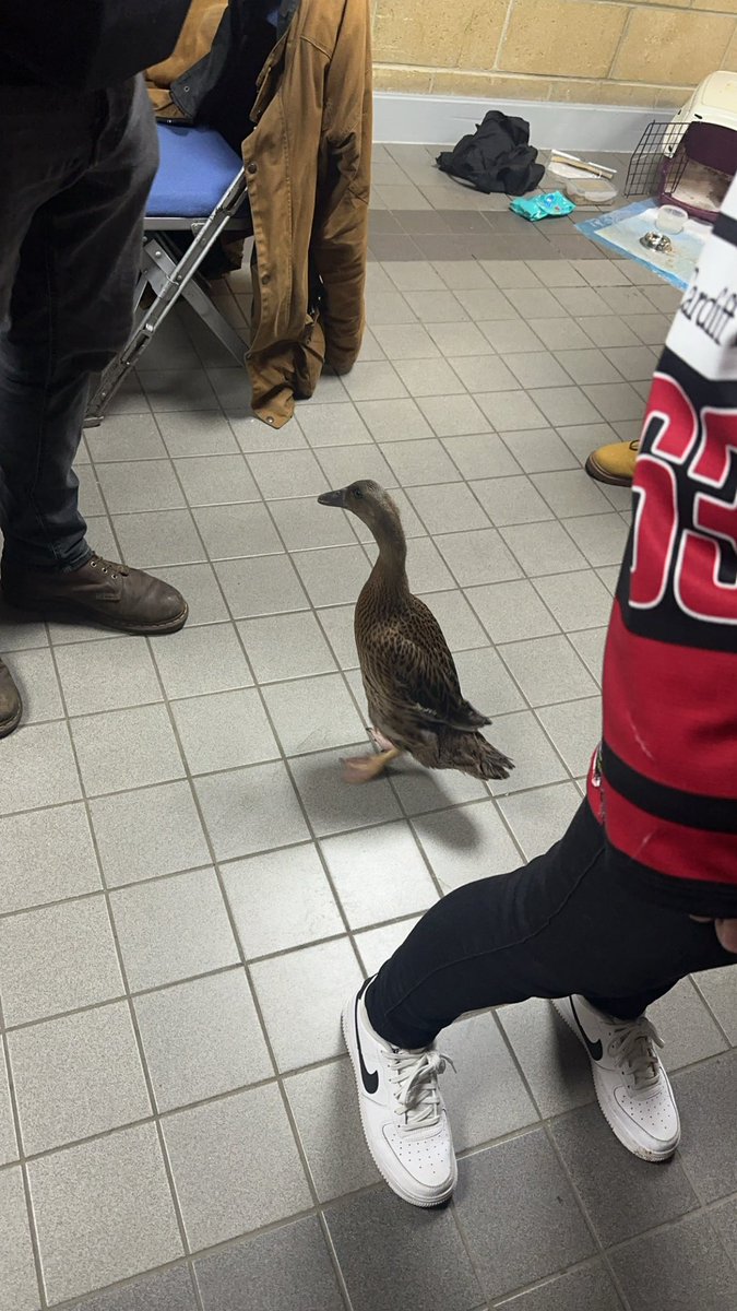 timmybowers's tweet photo. I have so many questions why is there a duck in Guildford https://t.co/f5Ph0IA6I3