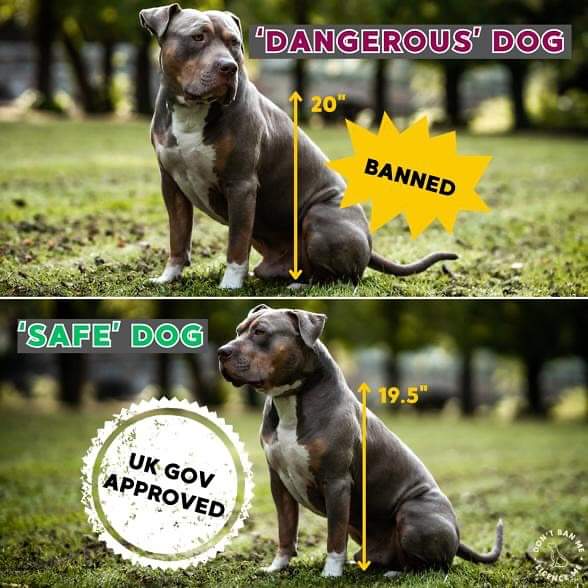 It won't be a #HappyNewYear tomorrow for XL Bully's, Their owners, the veterinary sector, and rescues. Don't think it affects you ? What breed will be next on their Dangerous Dogs List ! Midnight #NYE any XL in Rescue can't be rehomed 😢 
#XLBullyBan #XLBully #dogs