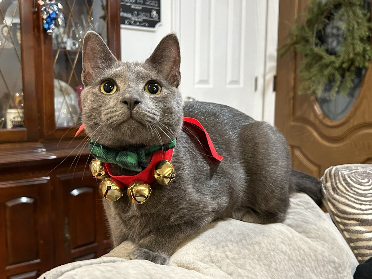 It’s the last #Caturday of #2023! Here are some #holiday #outtakes! #CatsOfX #kittens #graycats