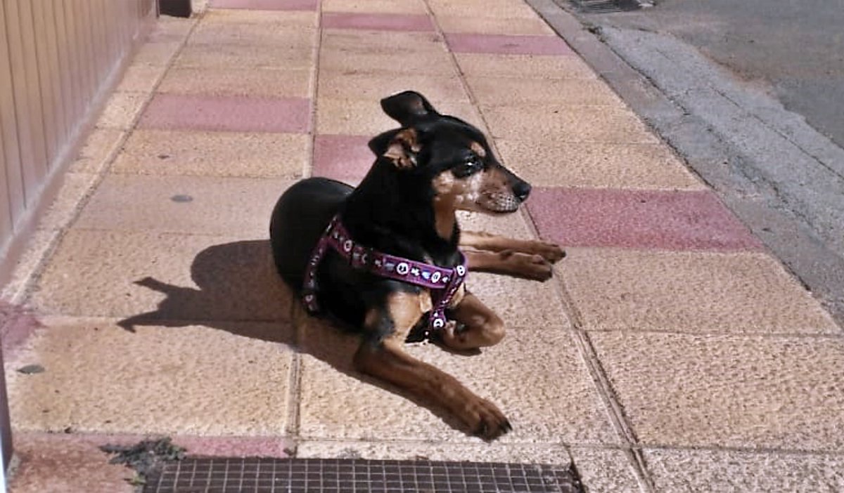 SosAbuelos1's tweet photo. 🚩 #DESAPARECIDAAAAAAAAAAA en PARADA DE RUBIALES, La Armuña, #Salamanca, (lindando con #Zamora)

Se llama #KYARA. Es una viejita de 14 años. Está prácticamente #sordita y #ciega. 
El día que "desapareció" de la puerta de su casa, llevaba un arnés morado.

Tiene chip y su caso ya está denunciado en la Policía.

Por favor, su familia no para de llorar, están destrozados.
Si alguien la ha cogido, la has visto o sabes algo...
¡Comunícate y hazles el mejor regalo!! Devuélveles a su niña.
Contacto; 642 46 03 31