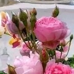 Nicolas Sinclair tweet media