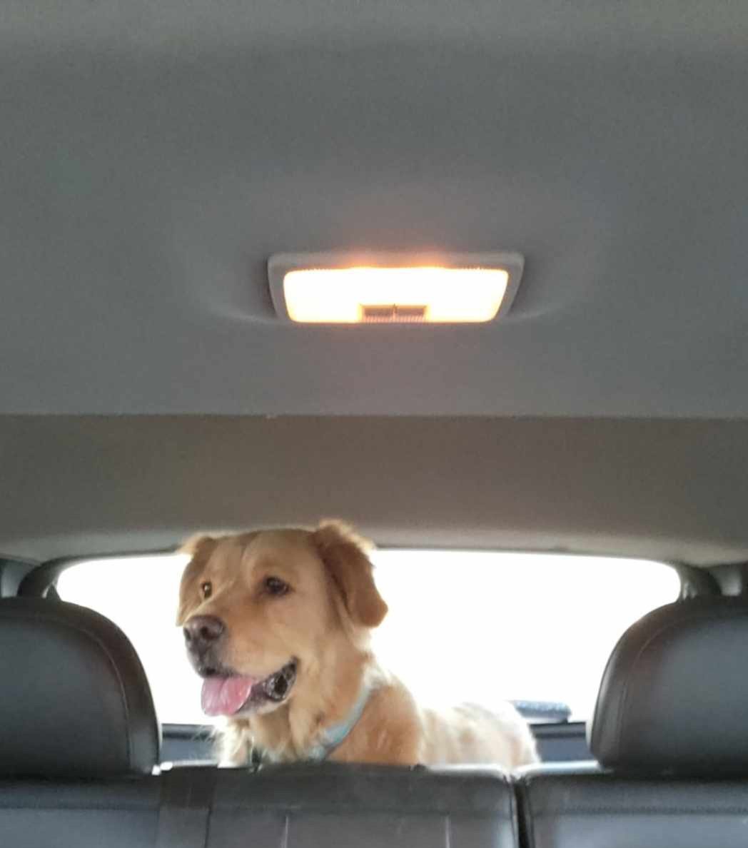 catcrazyknitter's tweet image. Derpy and I trekked down the hill and took a drive into town to Tractor Supply so she could get a new toy and bully stick. She&apos;s pretty darn happy. I now get to go shovel a metric shit ton of snow.

#SaturdayVibes #derpydog