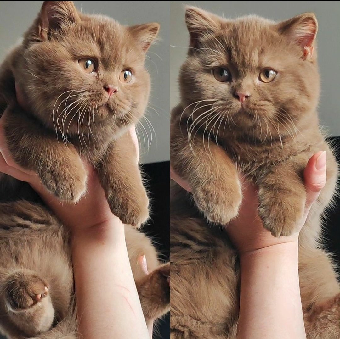 contents that ll heal your depression 🌻 (@catshealdeprsn) on Twitter photo 