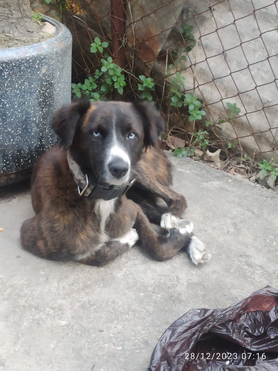 PerroUsuario's tweet photo. Fue abandonada, no se quita del sitio donde la botaron, está muy flaquita. Si alguien está interesado en adoptarla y darle una mejor calidad de vida me comprometo con la esterilización, es de tamaño grande. En Caracas brisas de Propatria, escribir al 0412-2539689 #Difundimos https://t.co/LUT8F6tXRm