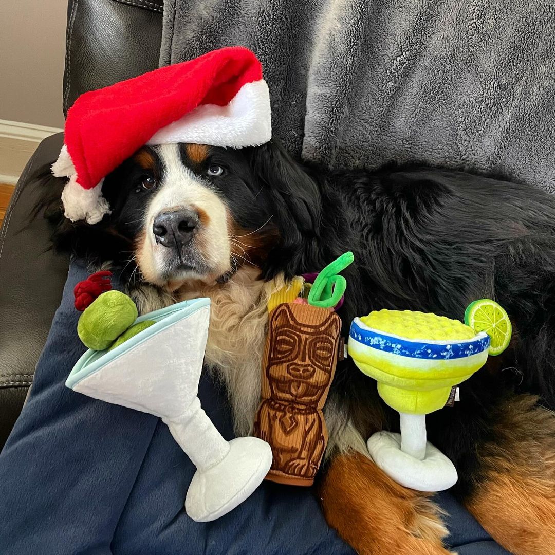 atlantapetlife's tweet photo. Cheers to the fluffiest New Year's Eve celebration! ๐๐พ May your night be filled with joy, furry snuggles, and maybe a little extra holiday spirit. Wishing everyone in Atlanta a tail-wagging start to the new year! ๐ฅ๐
๐ถBenny
#NYEPartyPaws #FurryCheers #NewYearFluff #AtlPets https://t.co/gXYMR2AWEn
