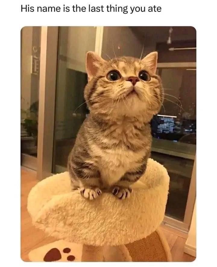 Posts Of Cats tweet media