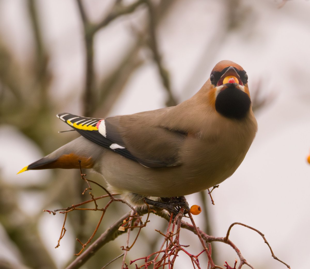 KeithW27a's tweet photo. Two Waxwings at the junction of Curlew Drive and Watermead Grange, Brownhills 30/12/2023. Showing well but mobile. @WestMidsBirding https://t.co/uIG9Fhjq08