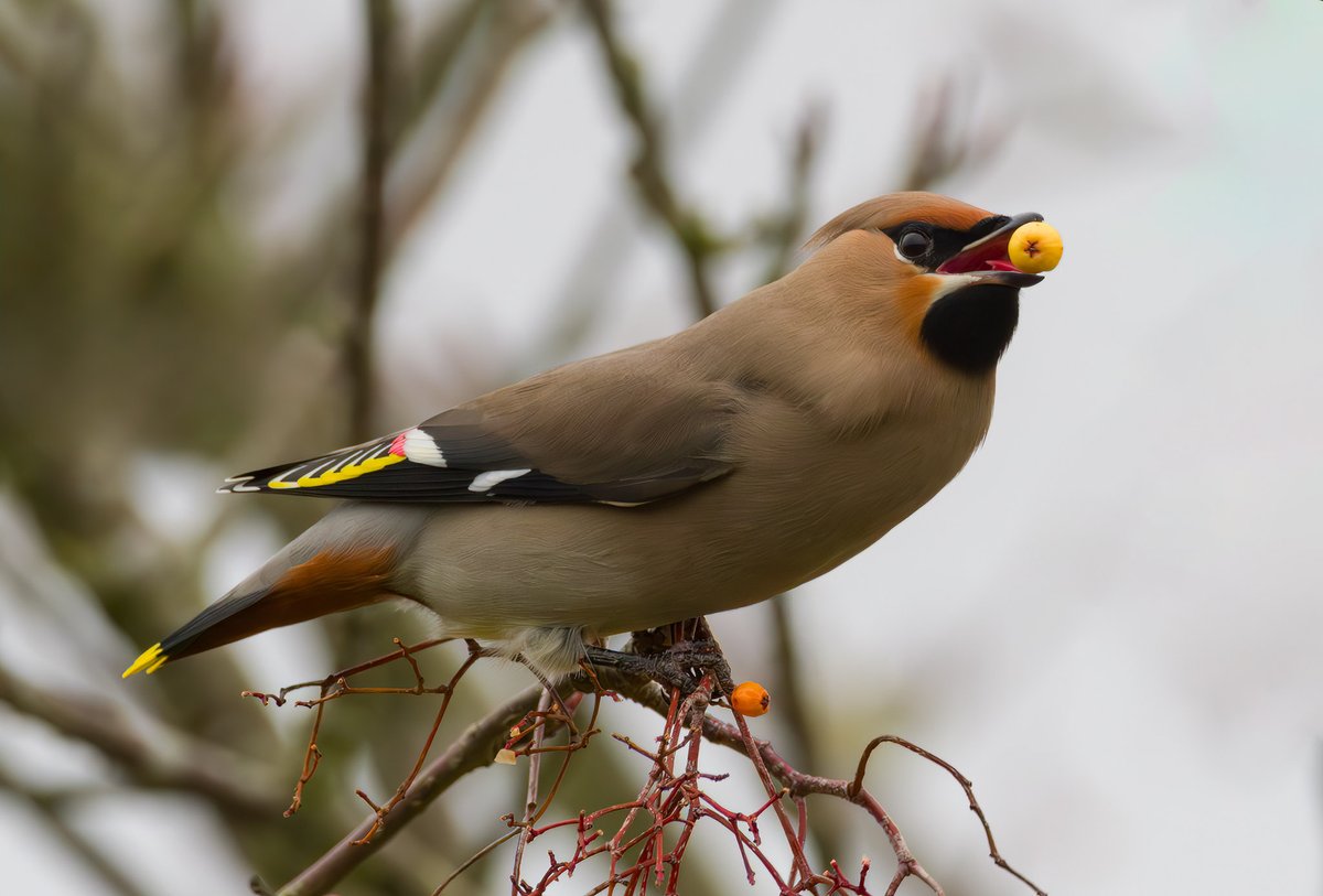 KeithW27a's tweet photo. Two Waxwings at the junction of Curlew Drive and Watermead Grange, Brownhills 30/12/2023. Showing well but mobile. @WestMidsBirding https://t.co/uIG9Fhjq08