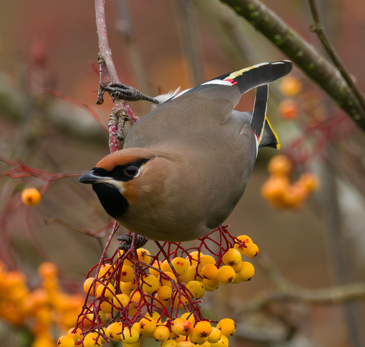 KeithW27a's tweet photo. Two Waxwings at the junction of Curlew Drive and Watermead Grange, Brownhills 30/12/2023. Showing well but mobile. @WestMidsBirding https://t.co/uIG9Fhjq08