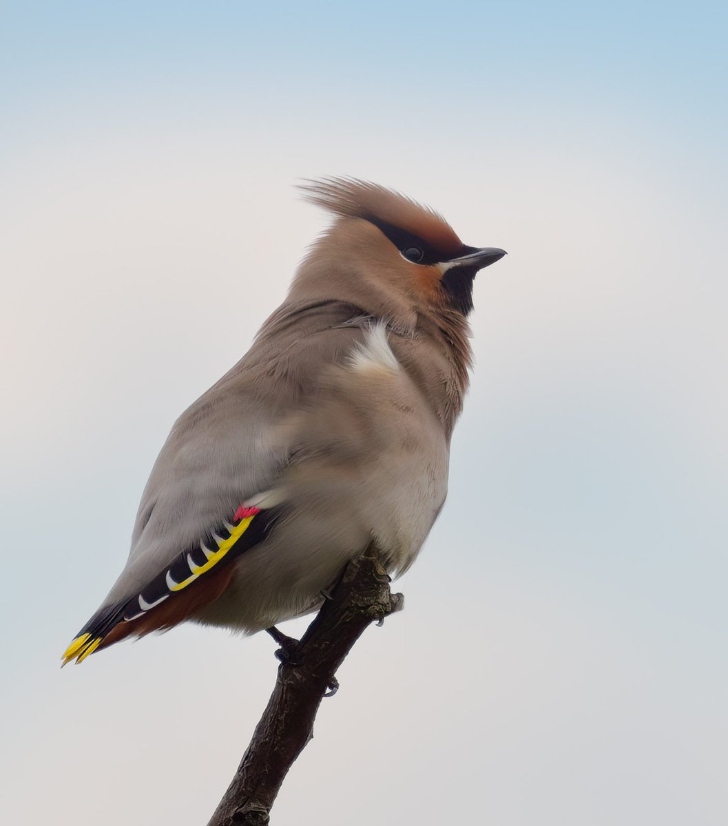 Two Waxwings at the junction of Curlew Drive and Watermead Grange, Brownhills 30/12/2023. Showing well but mobile. @WestMidsBirding