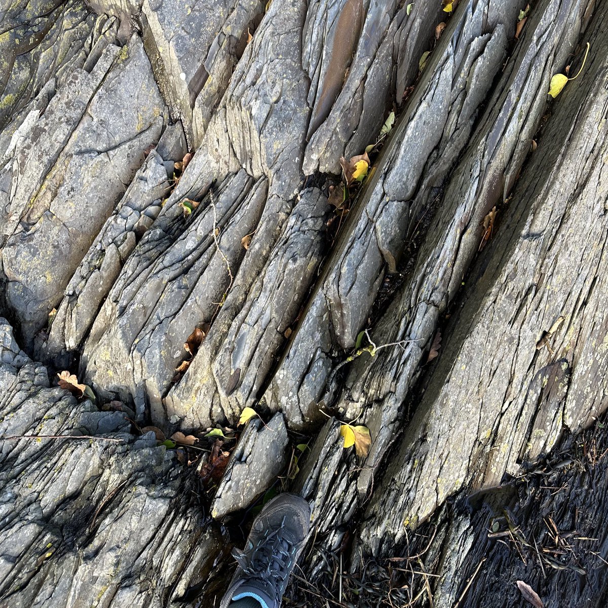 Emma-Louise Cooper tweet media