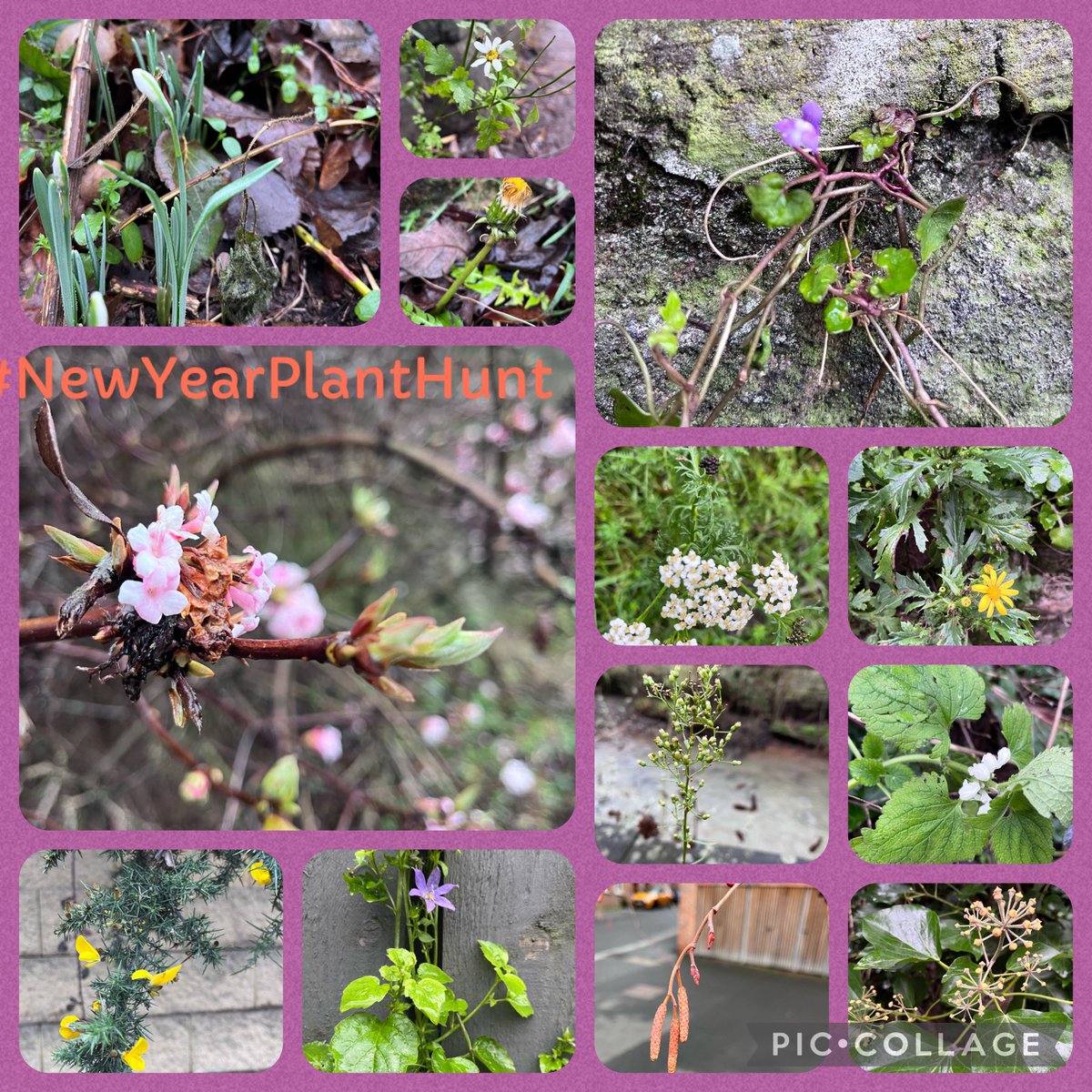 teasmaid97's tweet photo. @BSBIbotany this morning’s walk in Newcastle’s Ouseburn #NewYearPlantHunt https://t.co/kbCJe6xV3i