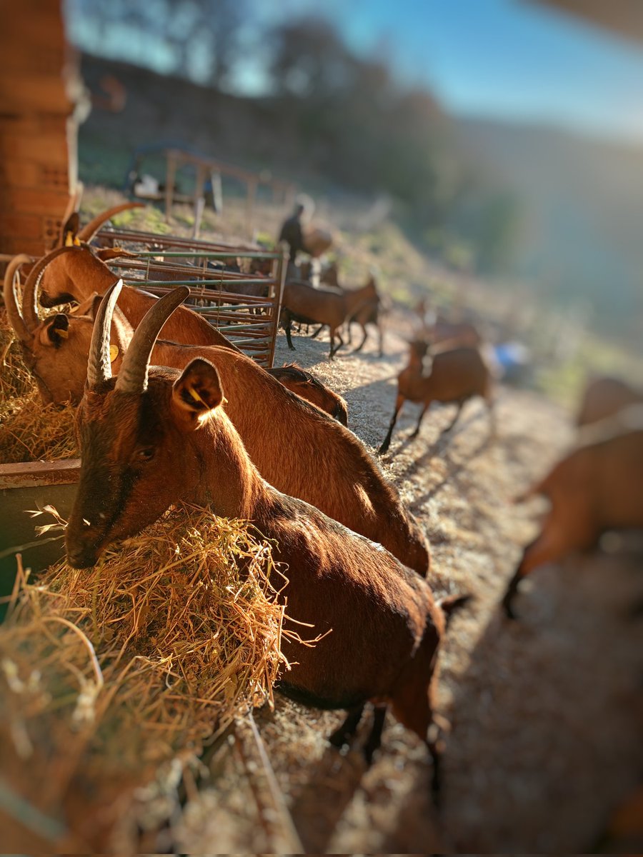 Ens deneguen ajuts per tenir baixa càrrega ramadera ➡️ Tenim baixa càrrega ramadera per poder ser el màxim de sostenibles i poder ser autosuficients ➡️ La sequera, la producció de farratges i els preus ens han afectat igual que els grans 🟰 Els petits sempre els més perjudicats