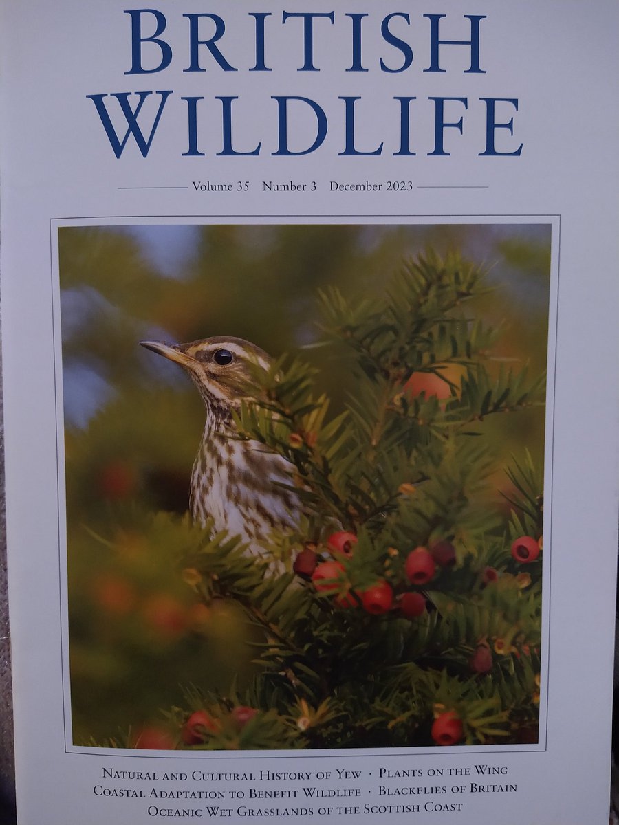 Dorset Nightjars tweet media