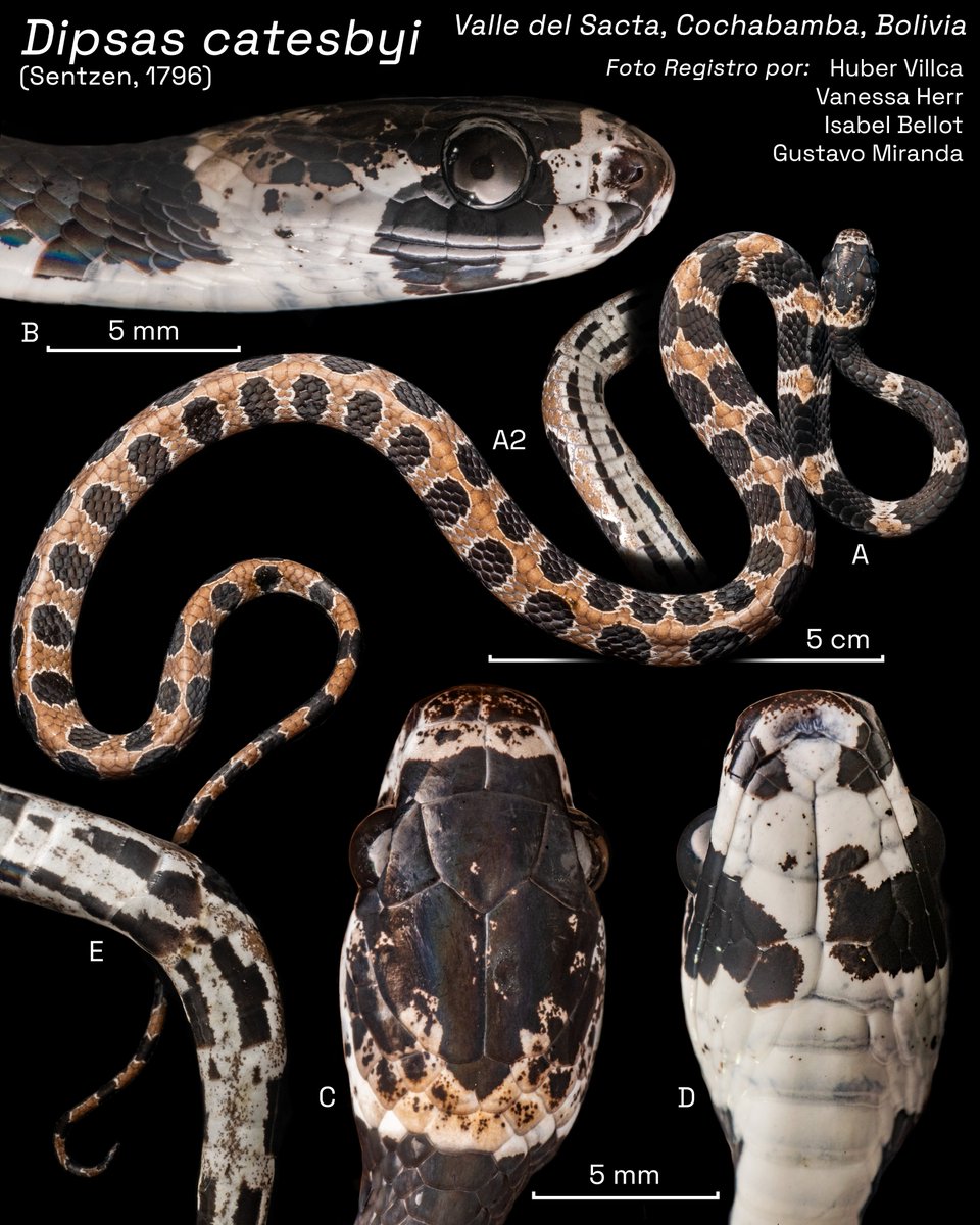 aportebotanico's tweet photo. #Culebra caracolera
#Dipsas catesbyi
Visitamos las parcelas permanentes en bosques de Várzea del proyecto Pucarara
Aprovechamos algunas noches para registrar la #herpetofauna del lugar
Tan rico, diverso, desconocido y en amenaza por la agroindustria, la minería y el narcotráfico https://t.co/xBydeBN6K5