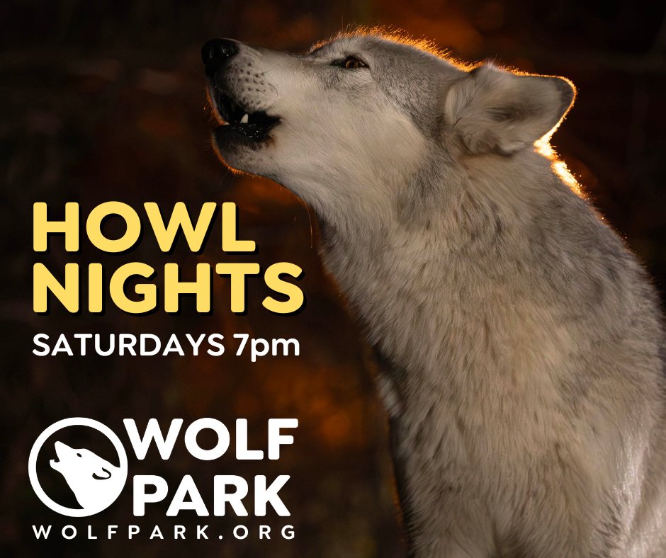🎉Howl in the New Year!
Saturday Howl Night- 7pm. 
Don't miss the last Howl for 2023! Bundle up, cozy up, learn about our wolf pack, then throw your head back and howl!
Tickets: 👉👉 bit.ly/WolfParkHowlNi…
#HappyNewYear #HowlNights #wildlifeeducation #saveWolves #SaveWilderness