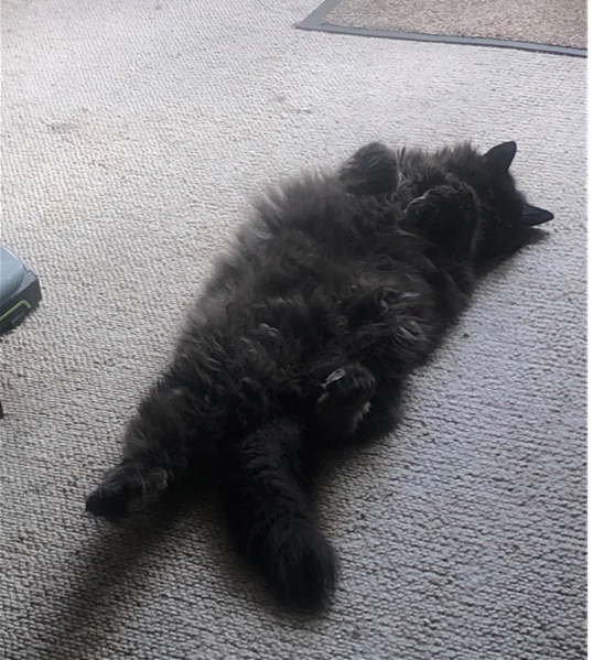 Jane Bunting tweet media