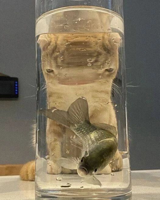 Observing •______•