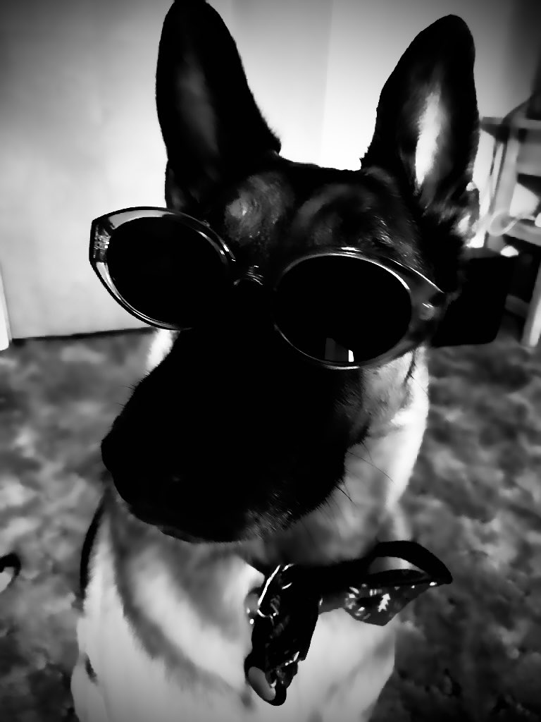 KarlyRican_'s tweet photo. Inspiration came from Mr. Lou
#FetchTheVote yโall!
Letโs do it for
#MajorBiden & #CommanderBiden
#RepawsentationMatters
#DarkBabyBear
@DNC @harrisonjaime https://t.co/atfSnvDJCm