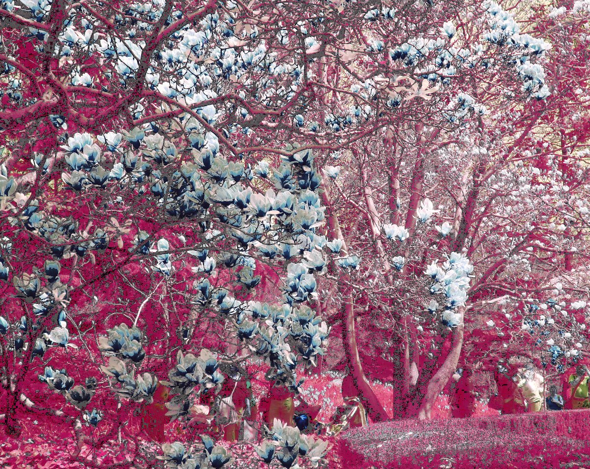 Life in Pink

Magnolia x soulangeana
Brooklyn Botanic Garden, New York, USA

#newyork #newyorkcity #nuevayork #unitedstates #estadosunidos #botanicgarden #brooklynbotanicgarden #realidadtransformada #fotopinturas #magnolia #magnolio #magnoliasoulangeana #trees #urbanphotography