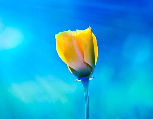 Lady #Fatima is also known by another beautiful name: Az-Zahra. This name refers to the blooming glow of Lady Fatima’s countenance. Her sincerity and devotion to God was manifest for all to see