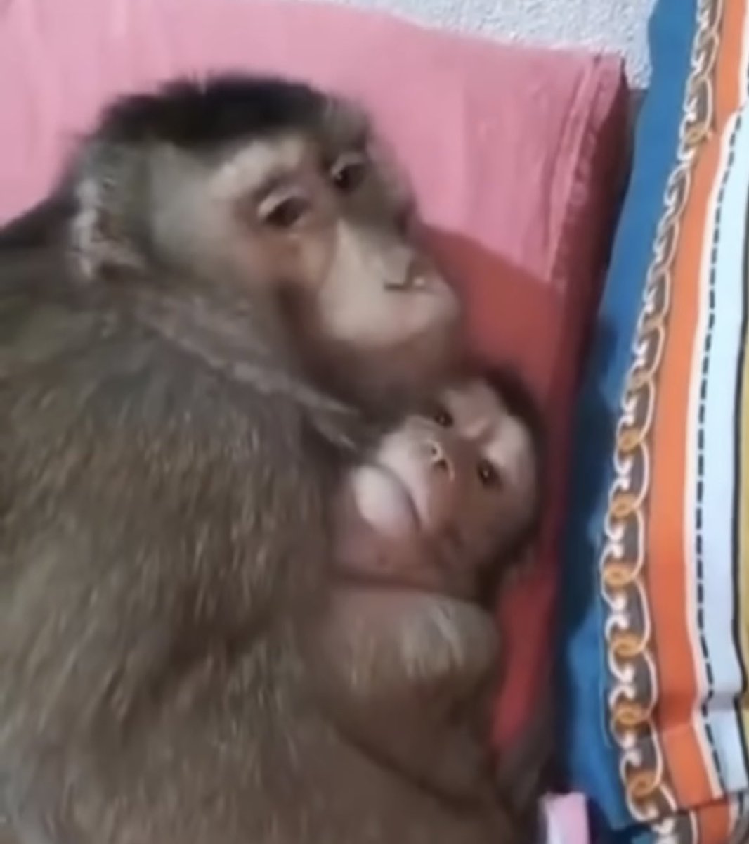 Golem fecal 🇵🇸 tweet media