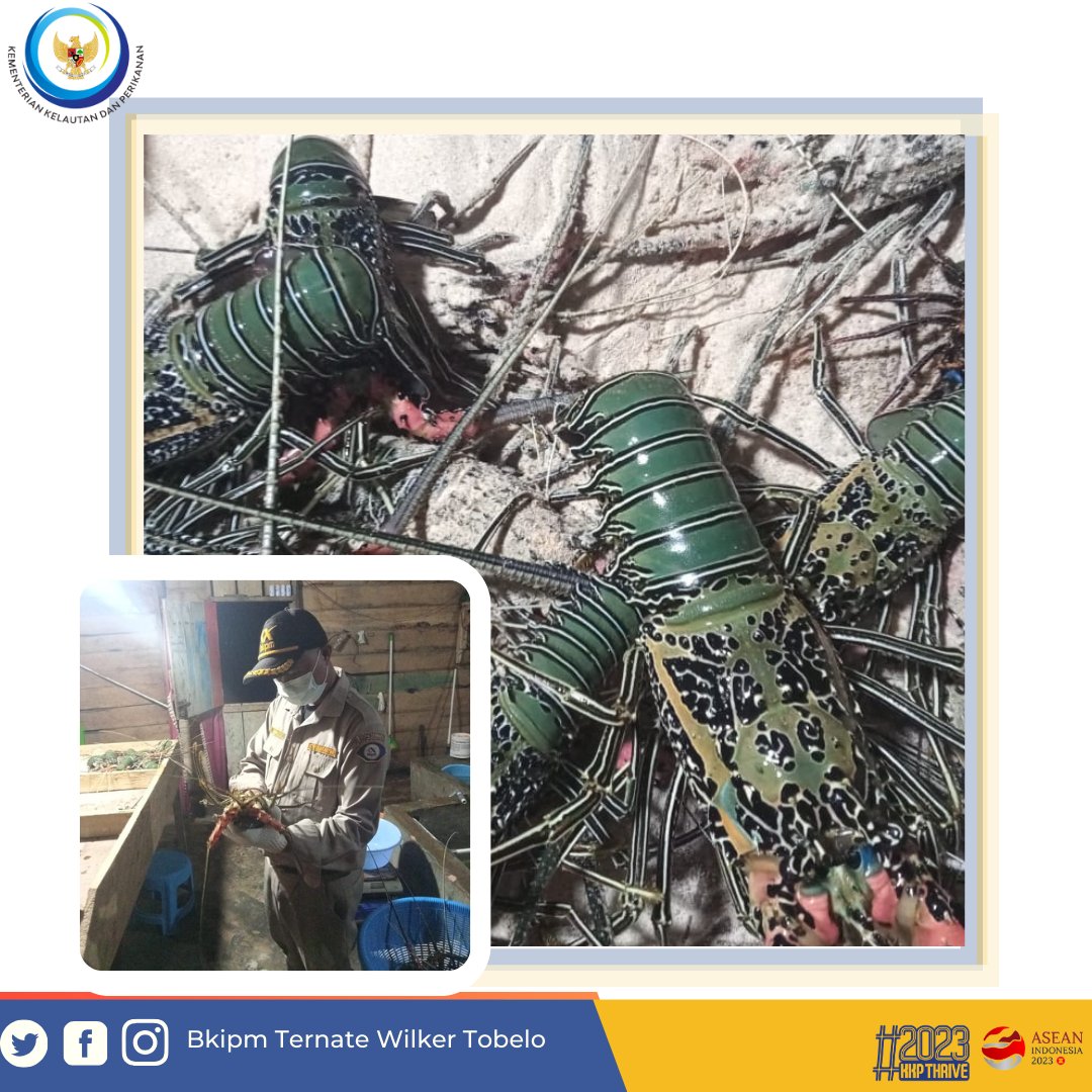 Hai #sahabatquarantine, 31 Desember 2023 Pejabat Karantina Ikan Wilker Tobelo melakukan giat pemeriksaan fisik Lobster Hidup dan Udang Kipas tujuan Jakarta #MENTERIKKP #SAKTIWAHYUTRENGGONO #KKPGOID #KKPThrive