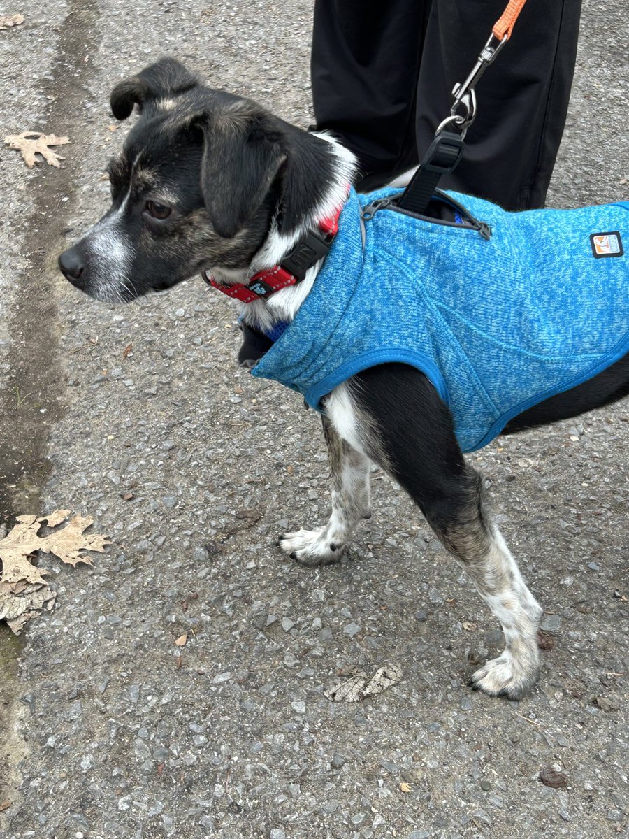 carringtonfox's tweet photo. This very handsome 15lb Nashville gentleman is looking for a forever home. Lemme know if I can connect you! 🦊❤️🐶
⁦@michaelvandenb6⁩ ⁦@lindabreggin⁩ https://t.co/nszVMpvv0W