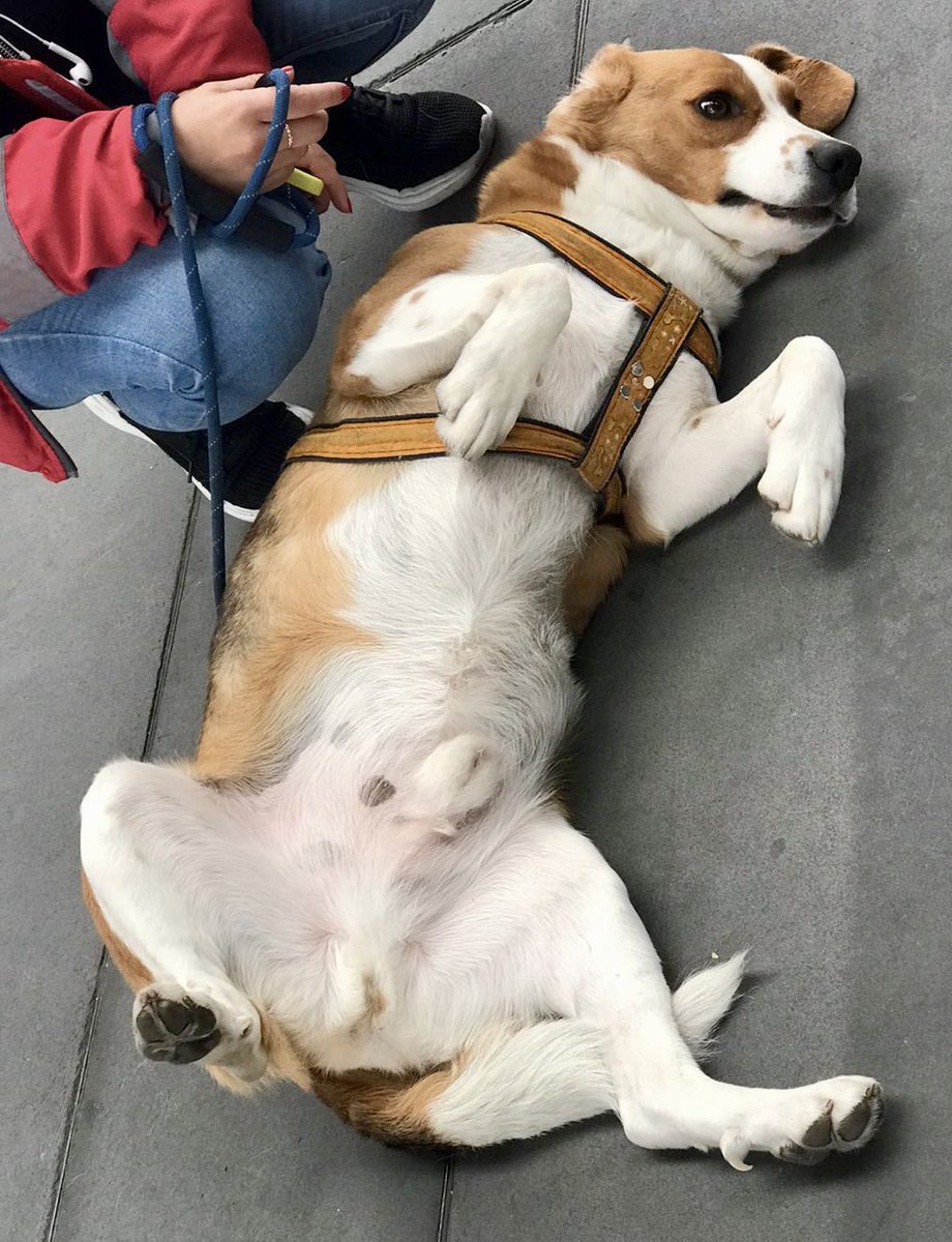 TransMilenio (@transmilenio) on Twitter photo En la estación Calle 63 👀 se encuentra este peludito 🐾🐶 
Ayúdanos a difundir para que se pueda reencontrar con su familia 🏡 
Contáctanos a través del DM En la estación Calle 63 👀 se encuentra este peludito 🐾🐶 
Ayúdanos a difundir para que se pueda reencontrar con su familia 🏡 
Contáctanos a través del DM