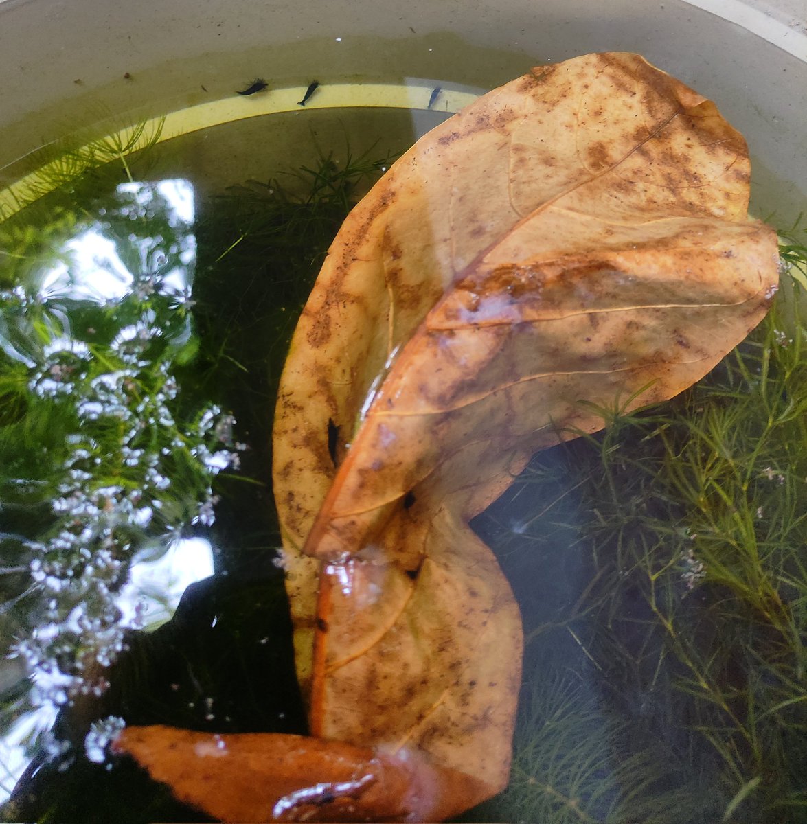 Despite limited resources, she is diligently generating additional income to support her family. Truly inspiring witnessing women actively engaged in freshwater shrimp farming. #EmpowerWomen @SathyabamaSIST @ruffordgrants @Prakash_caridea @AmitKumar_ak14 @Mack_santo