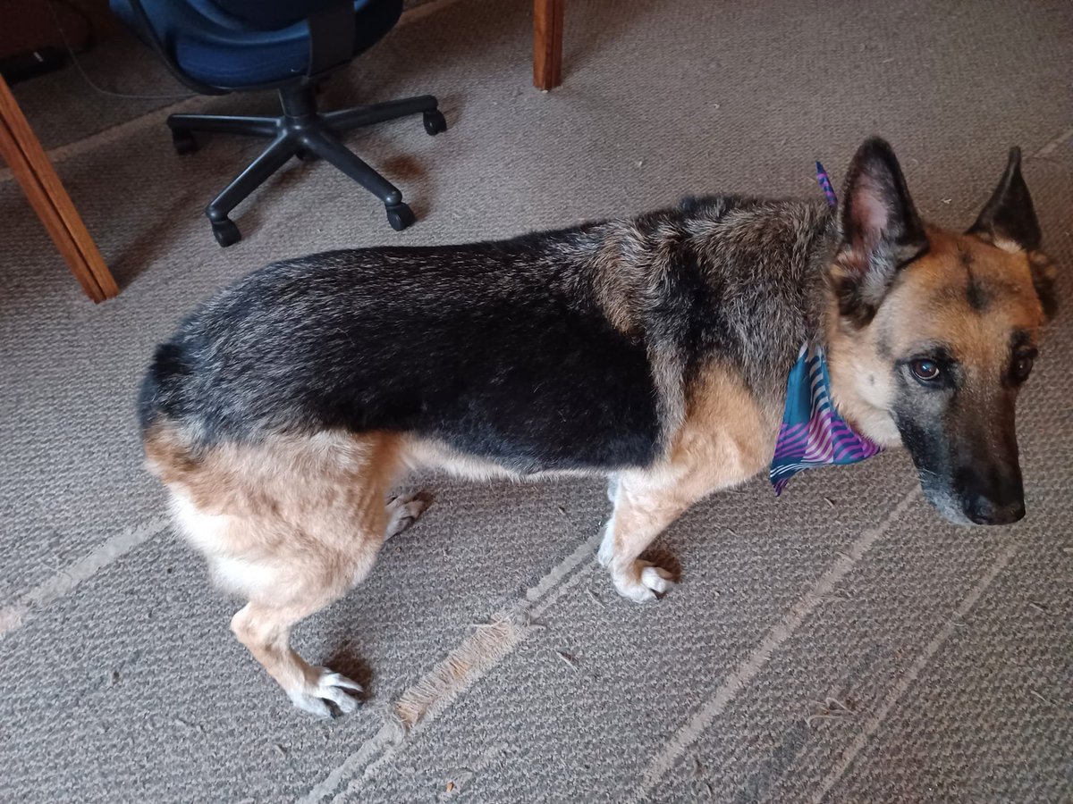 ReneeWildes's tweet photo. Roxie back home from the groomer's wearing a new neckerchief and a "REALLY, MOM?" expression https://t.co/iDruLE1oKr