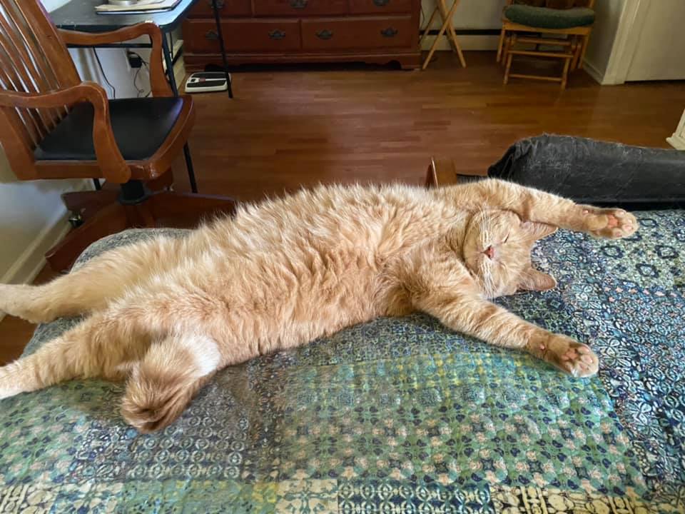 Diamond Pet Foods tweet media