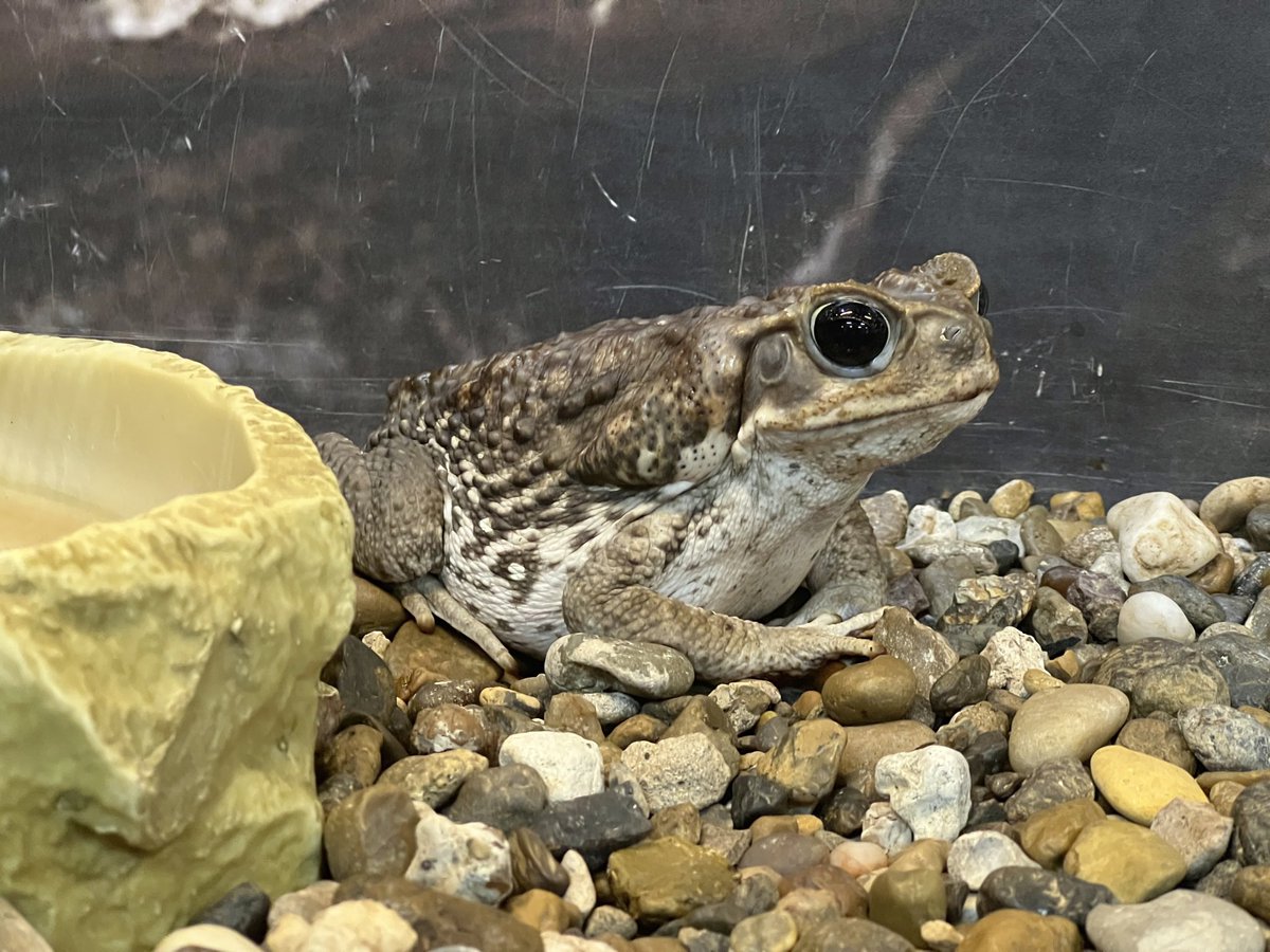 GladysPorterZoo's tweet photo. We’re toad-ally ready for the new year! What about you? 

Reminder that the Zoo will be open tomorrow as well as New Year’s Day from 9:00 a.m. -5:00 p.m.!  Spend your last day of 2023 or the first day of 2024 with us! 😄

#GPZoo #toad #newyear #marinetoad #amphibian https://t.co/iUlXOs3bhV