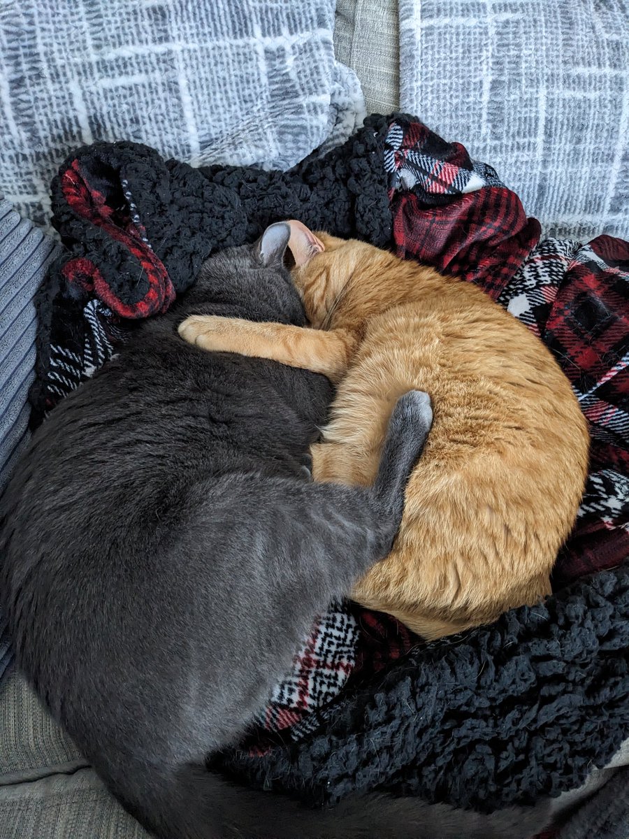 JodesJots's tweet photo. Typical #Caturday afternoon 💛
#LifeWithAngus
#LifeWithRicky https://t.co/Z9Kda3EXvm