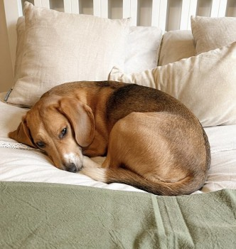 millypod1's tweet photo. BARKER HOME SAFE. THANKS FOR RT's πππΎ
π29 DEC 2023 #Lost BARKER #ScanMe #Tagged
Tri Coloured Beagle Male. WEARING BLACK COAT. Black Park Country Park #Iver #Buckinghamshire #SL0 https://t.co/ASdO5f0VRt https://t.co/un4oJ8PL2x