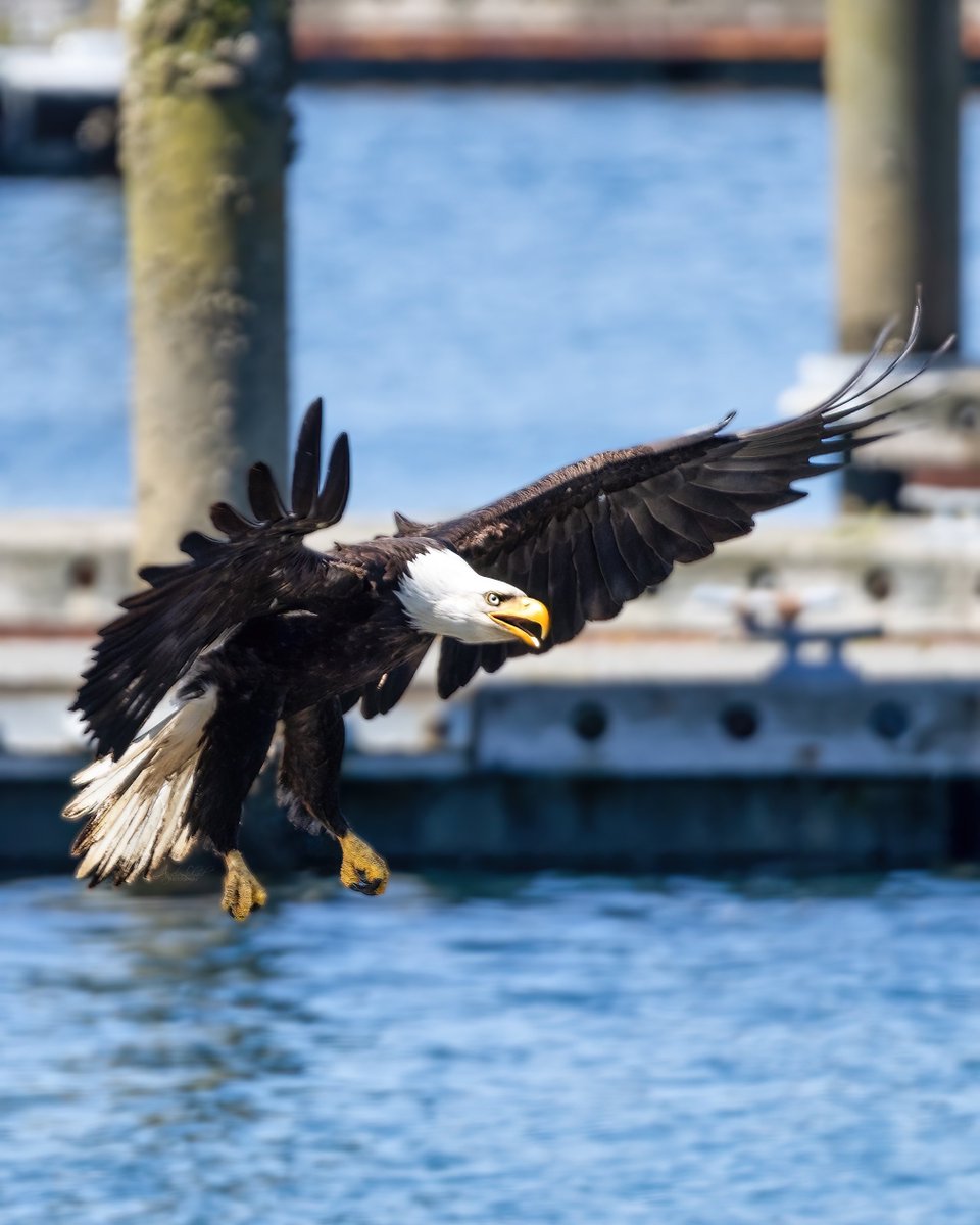 I’m pretty sure I share the same facial expression when landing; but in new places. Ready to grab my stuff, eat and explore. #baldeagle #BirdsOfPrey #BirdsOfTwitter #Eagle #TwitterNatureCommunity #wildlife #birdphotography