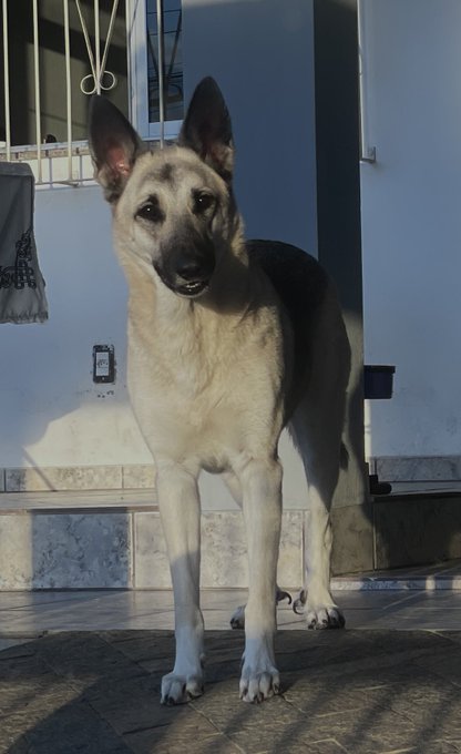 1 pic. indo viajar hoje e tive que dar tchau pra essas carinhas já to com saudades ? https://t.co/h1