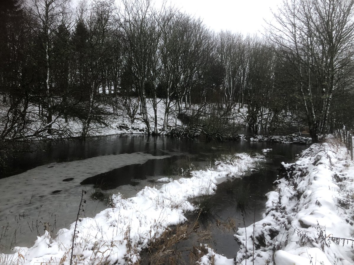 Walking in a beaver wonderland… Beaver dams and canals looking pretty amazing in today’s snow. #TwitterNatureCommunity @ThePhotoHour @clootiemcd @BBCCountryfile @BBCSpringwatch @WildlifeMag @BBCEarth @BeaverTrust #nature #beaver #beavers #rewilding @BenGoldsmith @gow_derek