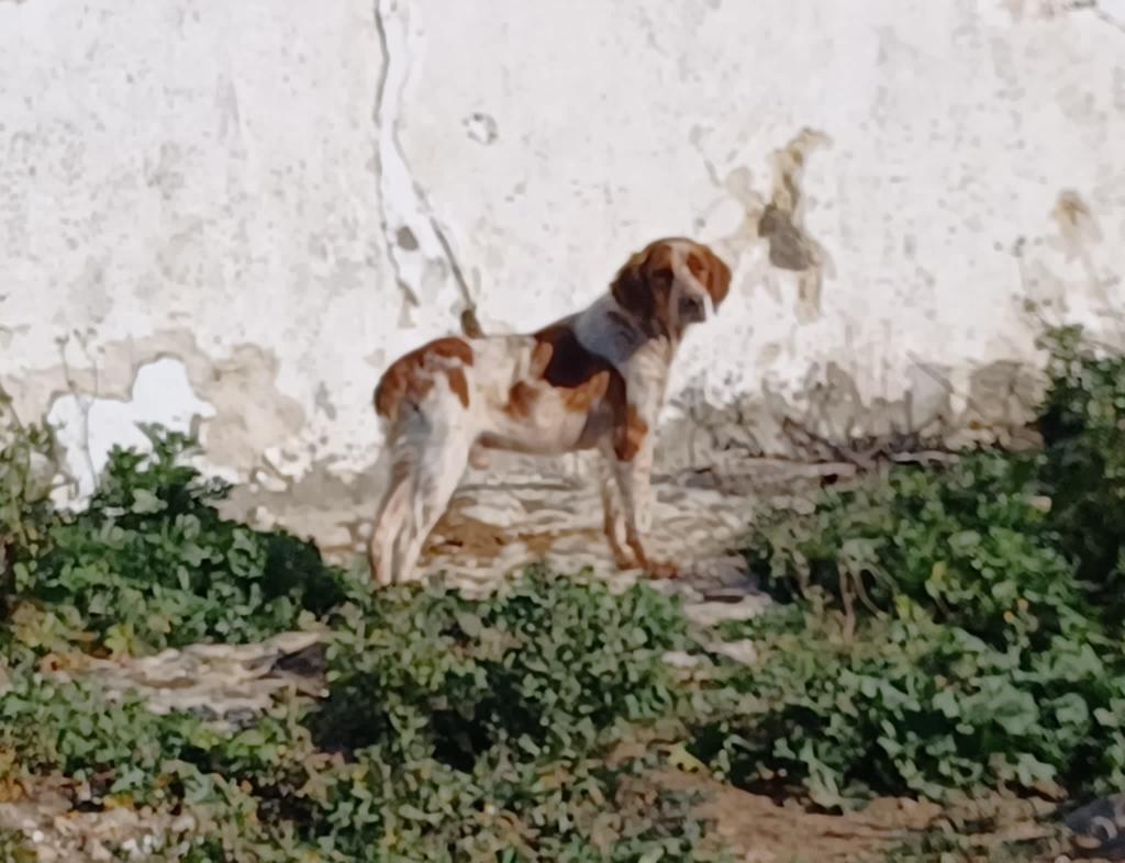 silvia mensegar tweet media