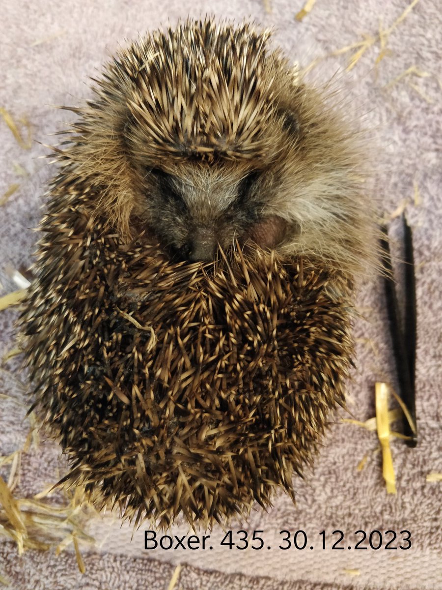 Boxer turned up on the 26th in Janes garden weighing 359g....he's doing really well so far #hedgehog
