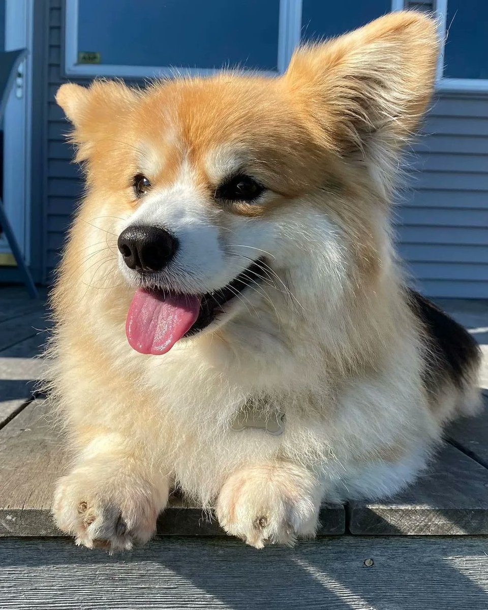 Corgiloverclub_'s tweet photo. Rate this cuteness out of 10!! https://t.co/CQmPSNIDtW