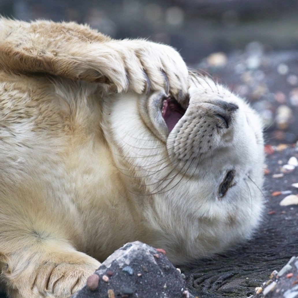 Nog steeds aan het nagenieten van m’n ontmoeting met deze schat🥰 #brouwersdam #zuidholland #nerderlandsekust #seal #NaturePhotograhpy