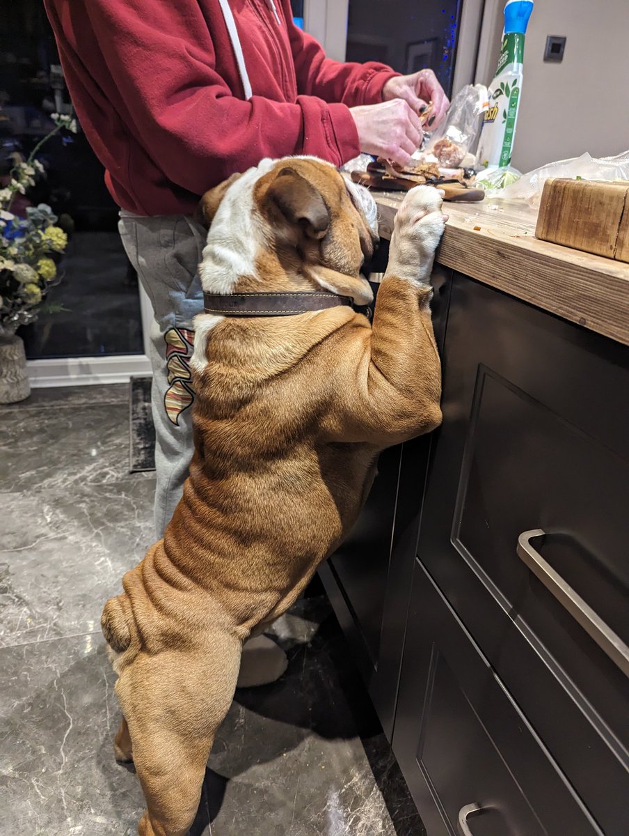 jayclark0106's tweet image. Looks like someone is after some #Turkey #BulldogProblems 😂