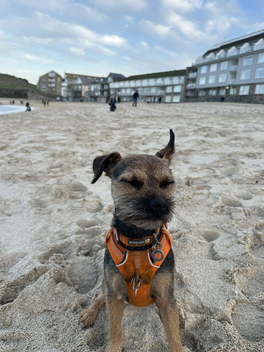 9boomer's tweet photo. Bloody wind is causing havoc wiv me ears 🐾🌪️ #btposse #BTPosse #borderterrier #earflappage https://t.co/bYBMVMa6VJ