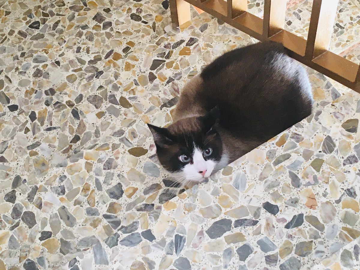 Esta mañana ha aparecido esta gata en la escalera de mi edificio, en Reinosa. Si alguien la reconoce, por favor, que se ponga en contacto con nosotros. Se agradece también la difusión para intentar encontrar a su familia. Muchas gracias. 🐱