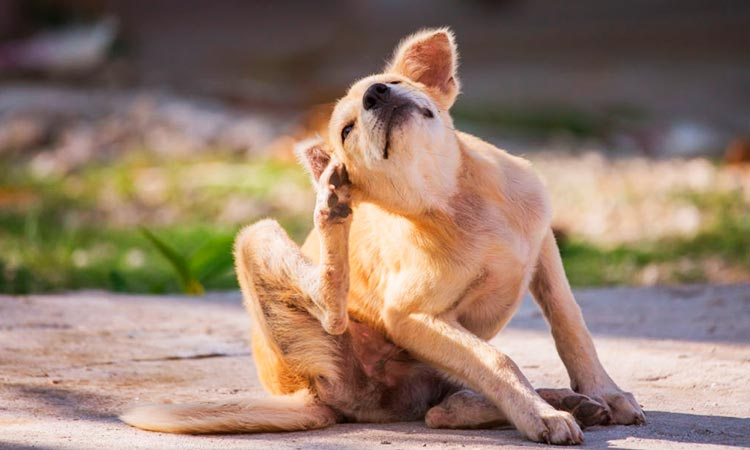 Conoce los motivos por los que tu perro se rasca elsiglocoahuila.mx/noticia/2023/c…