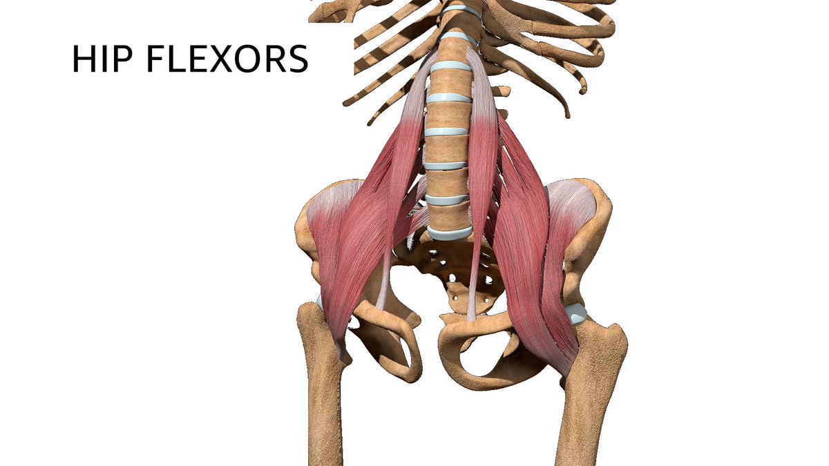 🧵Thread: Hip-Flexor Guide

From Home
From Gym
or From Garage Gym

These muscles attach into your lower spine, and they get chronically tight AND weak.

Here’s a long-term flexibility solution, plus 3 measurable strength progressions so virtually anyone can start and progress…