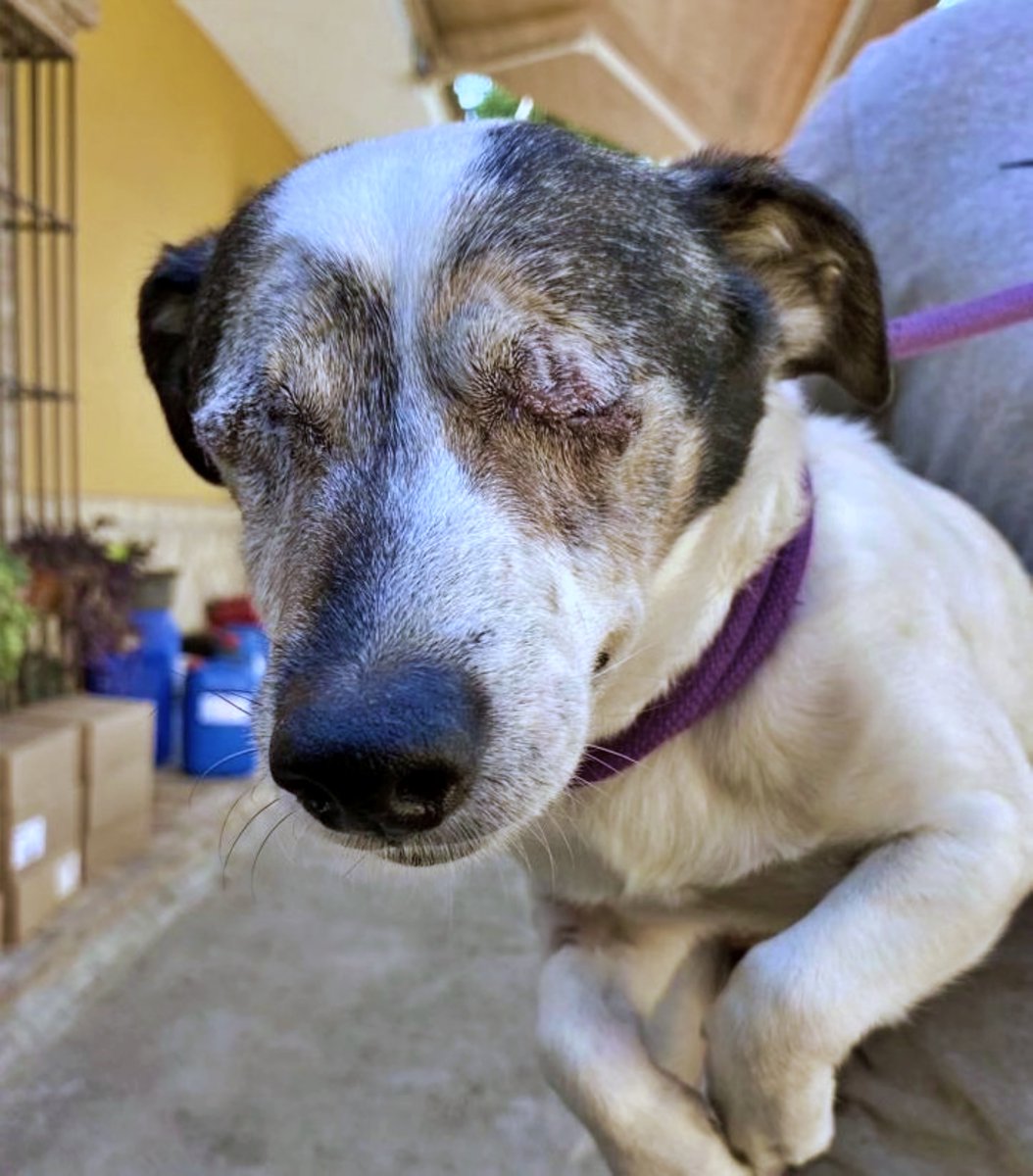 SOS Abuelos tweet media