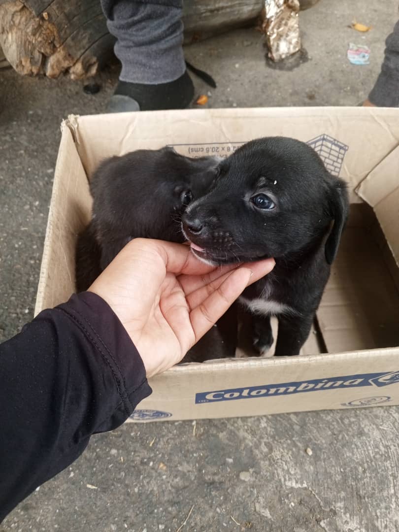 <a href="/PerroUsuario/">PerroUsuario Wof '•'</a> Cachorritos en adopción responsable no hay nro de contacto al frente del 2dóce Market Las Mercedes Ccs. Gracias ♥️🙏🐾🐶🌲🎅