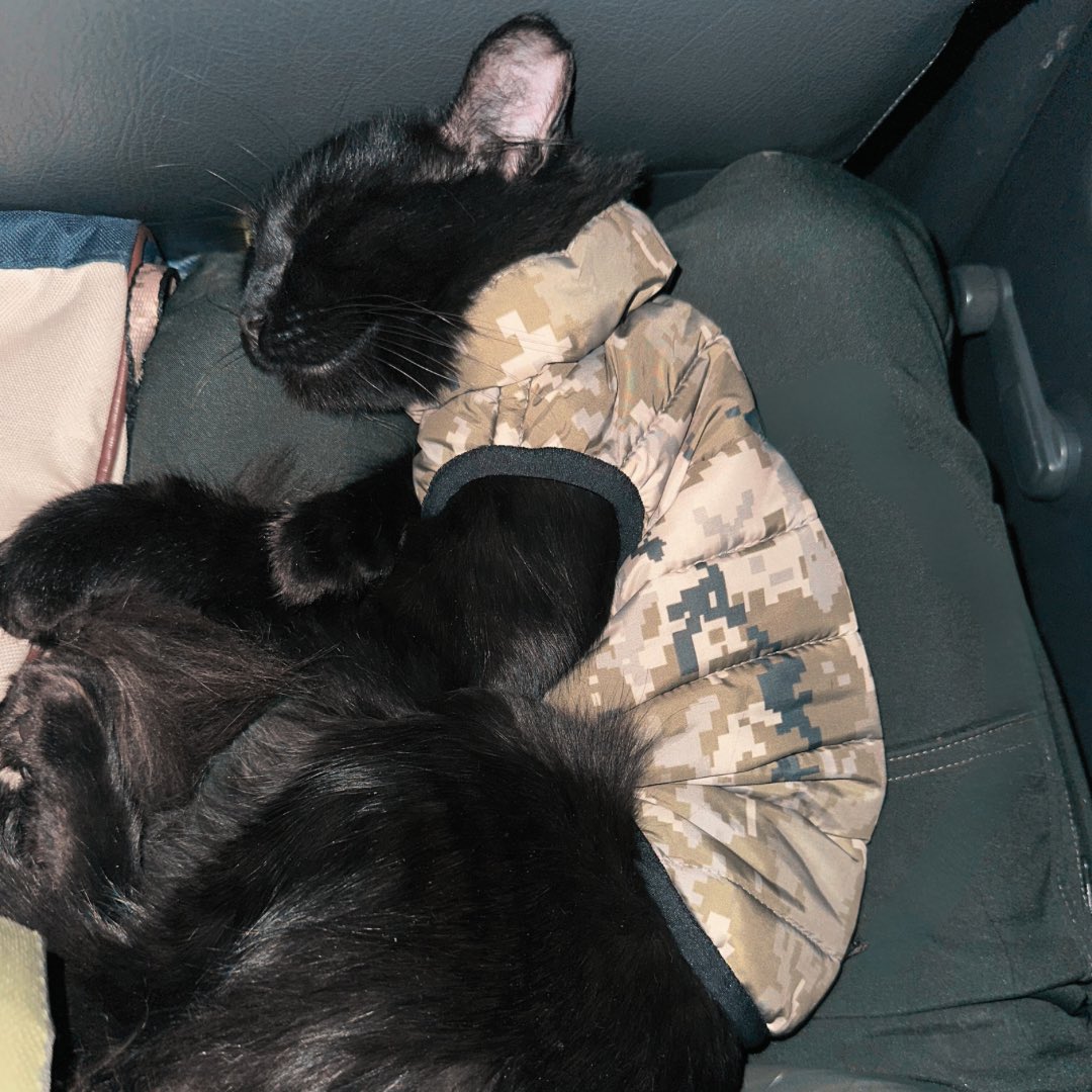 mishas_angels11's tweet photo. 🐈‍⬛💤Happy Last #Caturday of the year! Misha’s catching up on some much needed rest. It’s only a short catnap though — he’s excited to let the cat out of the bag and tell everyone what’s in store for the new year!

#NAFOCatsDivision #NAFO #NAFOfellas #NAFOfella #SlavaUkraini https://t.co/eFEMe9bi9A